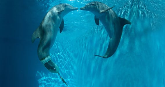 Winter and Hope the dolphins meeting