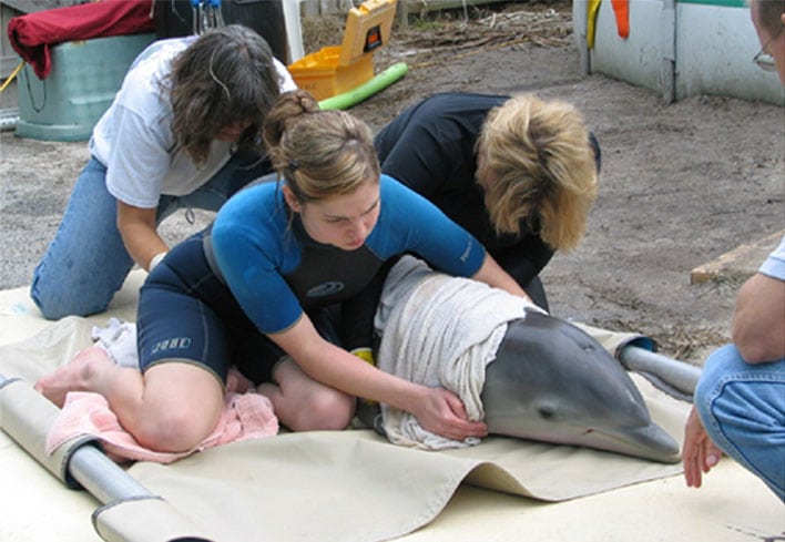 winter the dolphin rescue