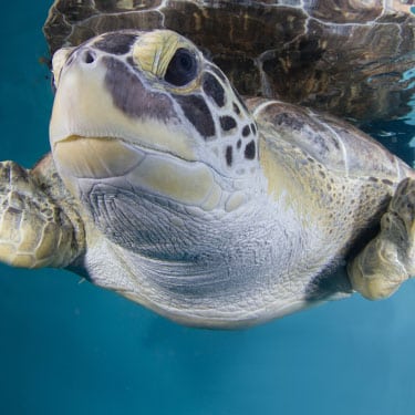 Stubby the sea turtle