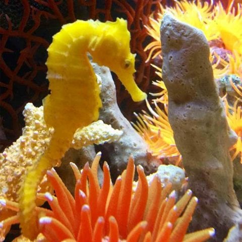 cheeto the seahorse