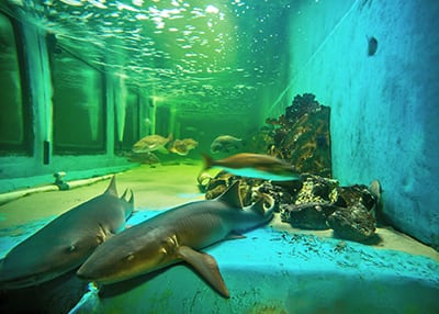 nurse shark habitat