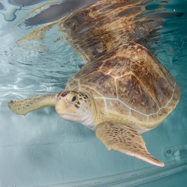 Ula a green sea turtle