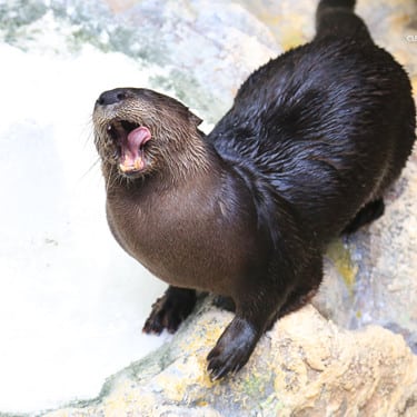 Walle the river otter with his mouth open