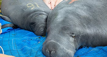 rescued manatees