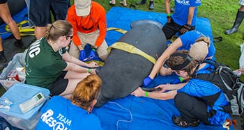 manatee rescue