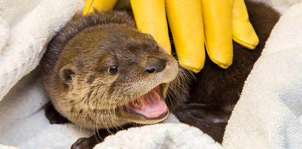 baby otter kit under glove