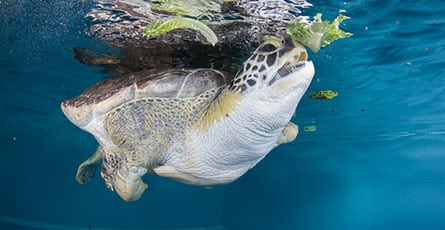 Green Sea Turtle Stubby Turtle Cove Exhibit