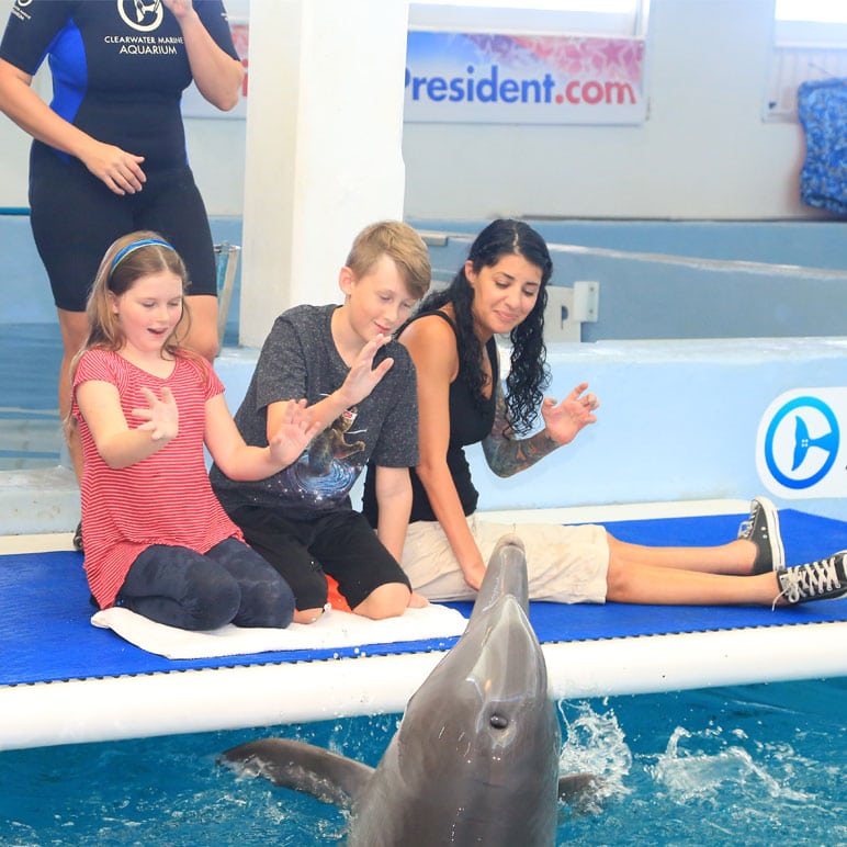 Inspirational kids meeting dolphin