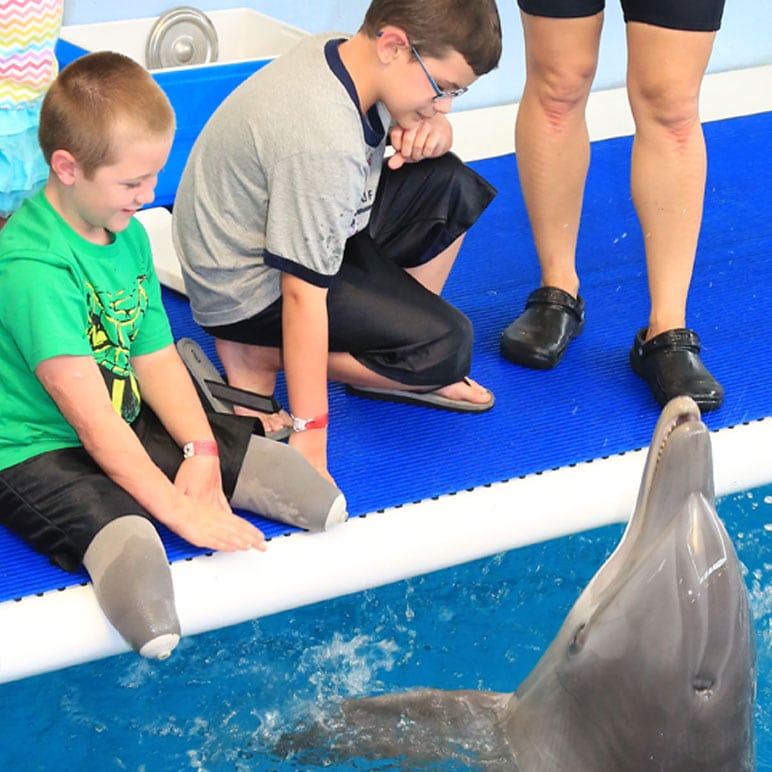 Inspirational boys meeting dolphin