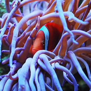 clownfish