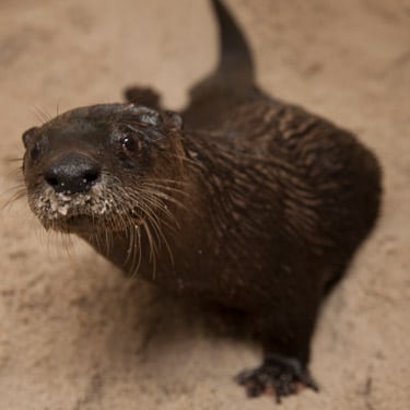 Cooper the otter in the sand