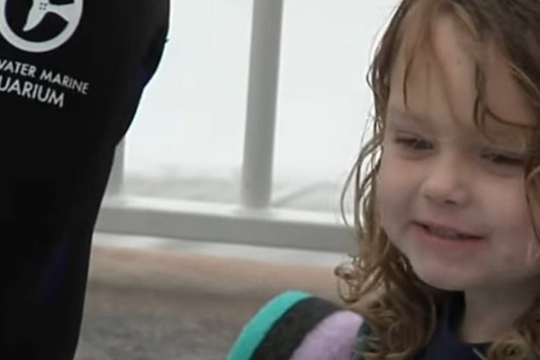 Inspirational little boy meeting dolphins