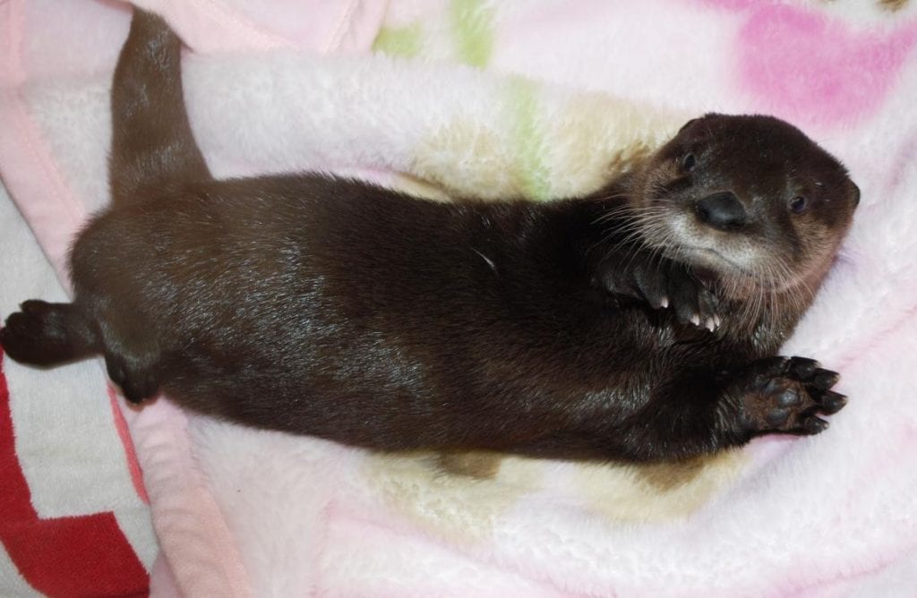 otter kit baby on blanket
