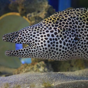 spotted moray eel