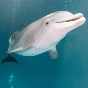 Winter the dolphin looking happy