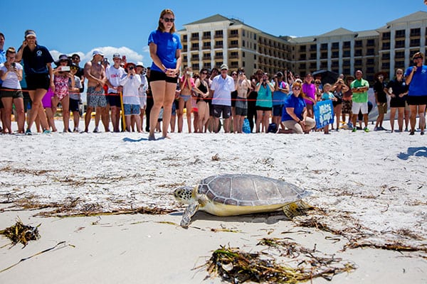 Green sea turtle release at beach