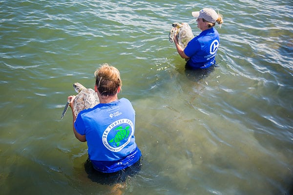 double green sea turtle release in the water