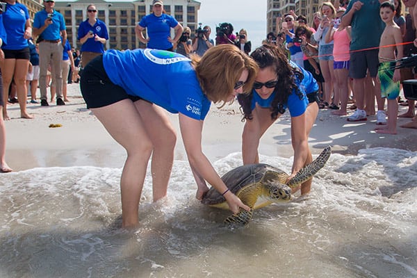 sea turtle release