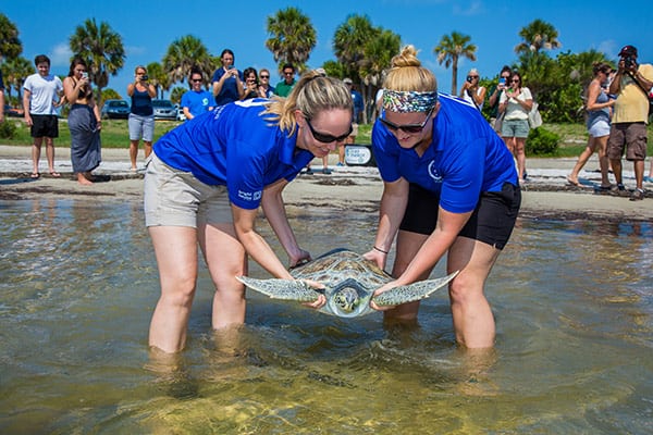 se aturtle being carried into the water for release