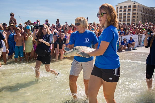Kemp's ridley sea turtle release at Clearwater Beach