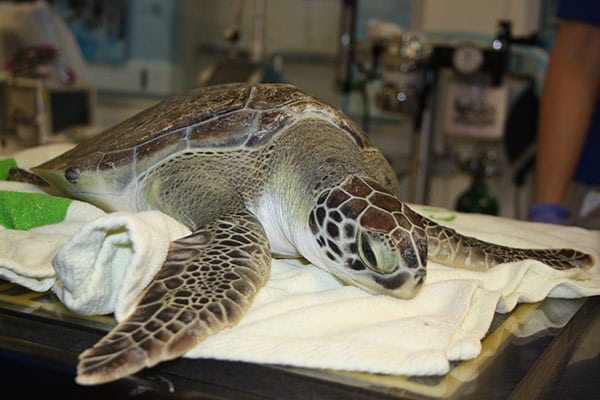 Gran Torino, a green sea turtle, marine hospital patient