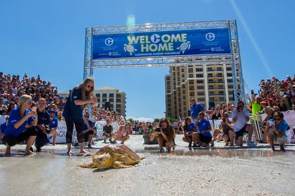 Kreacher sea turtle release at Clearwater Beach, Florida