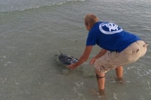 sea turtle release