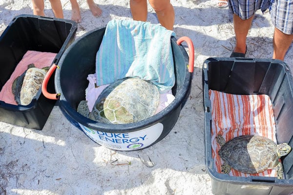 three rescued green sea turtles ready for release