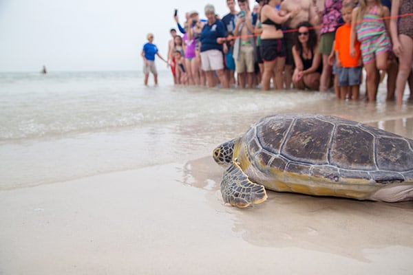 Juvenile green sea turtle release