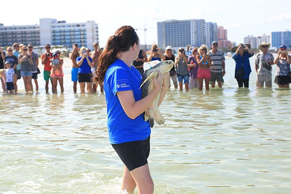 sea turtle release at Clearwater Beach