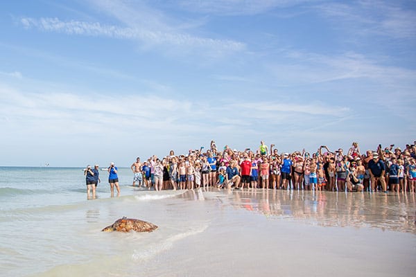 Xeno loggerhead sea turtle release at Clearwater Beach