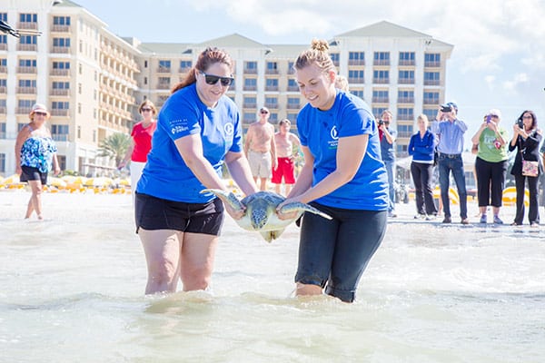 sea turtle release