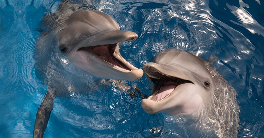 clearwater marine aquarium dolphins clearwater marine aquarium dolphins