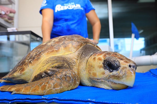 alvin loggerhead sea turtle