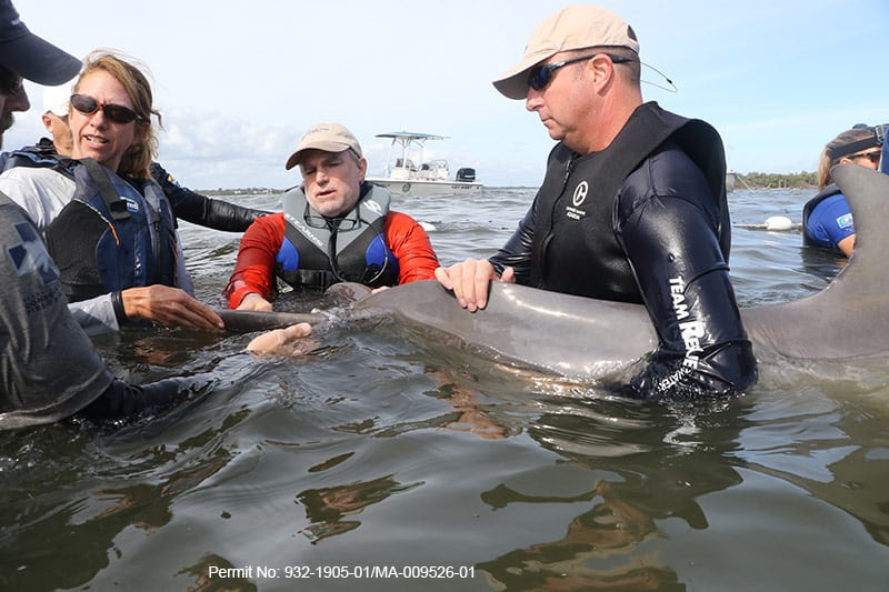 entangled dolphin calf rescue