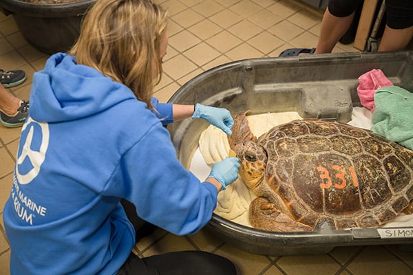 simon loggerhead sea turtle