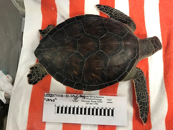 Vulcan green sea turtle hospital patient