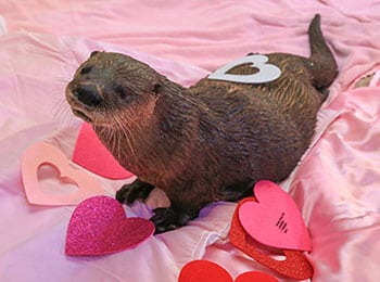 Cooper the Otter Valentine