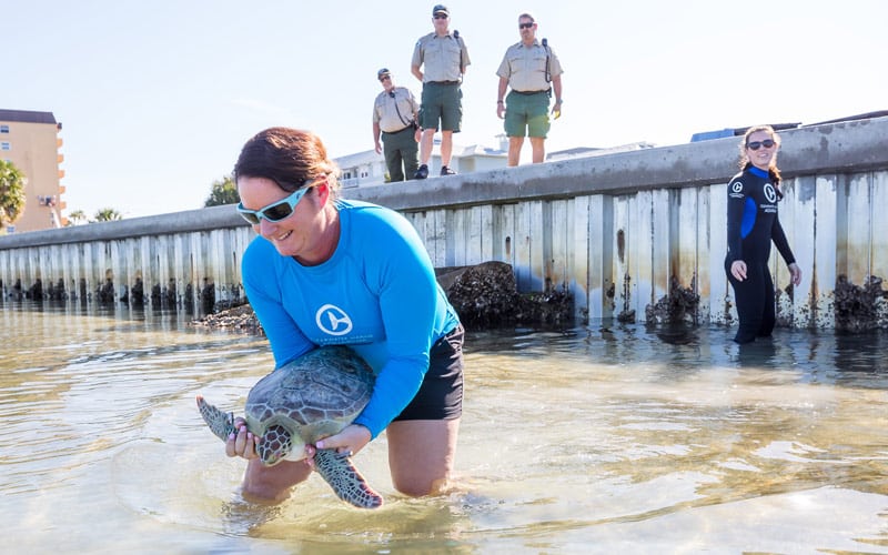 Gran Torino green sea turtle release