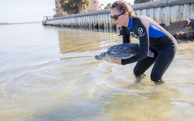 Han Solo green sea turtle release