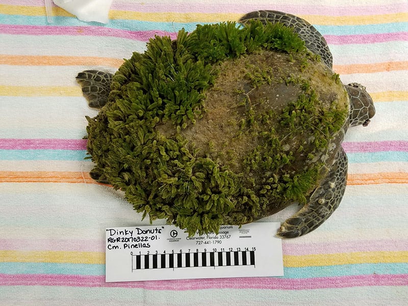 dinky donuts green sea turtle with a lot of algae on shell