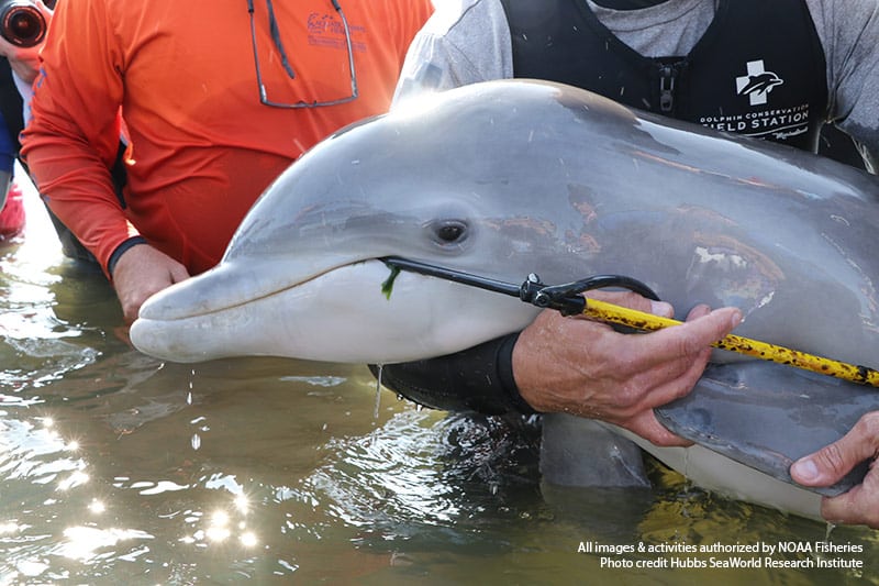 dolphin injured by spear fishing gear