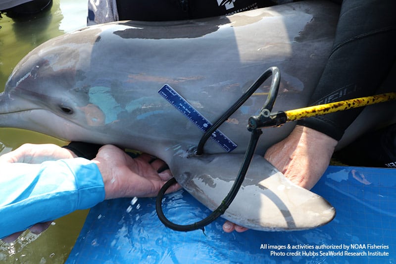 fishing gear wrapped through dolphin fin