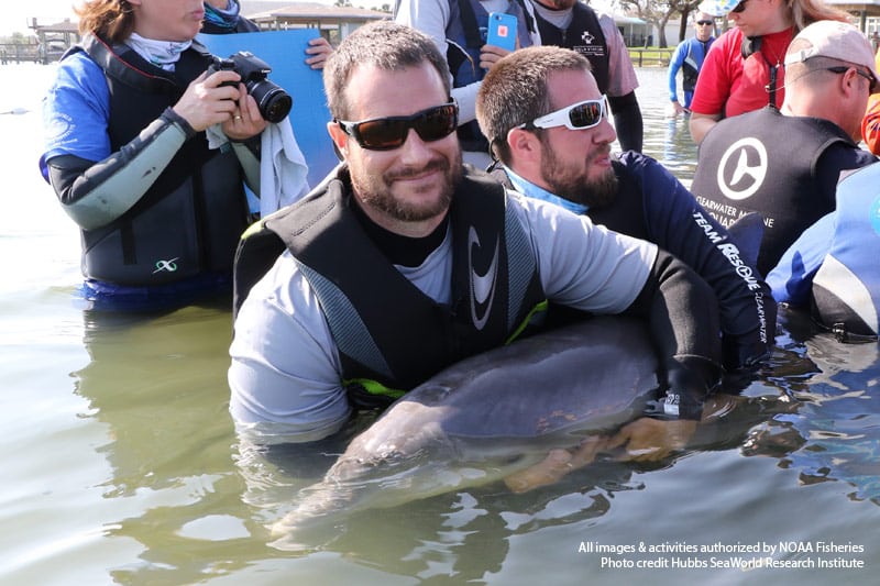 rescue team holding dolphin calf