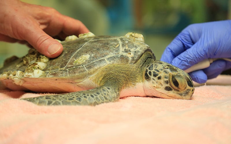 eggo green sea turtle rehab center patient with barnacles on shell