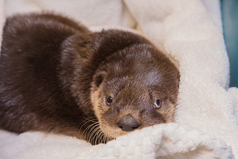 Otter Kit in Blanket