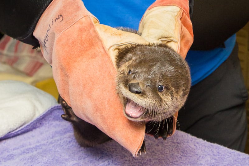 otter baby in gloves