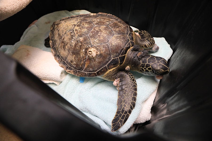 Rescued sea turtle Nesquick