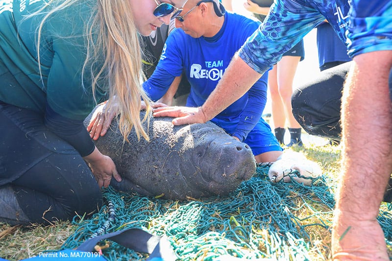 rescued manatee claf