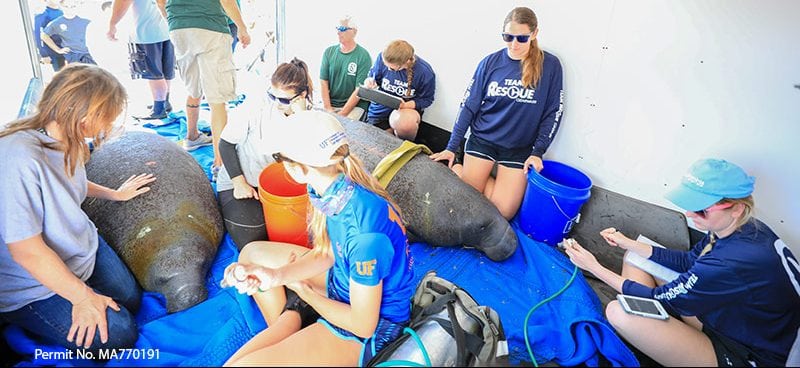 florida manatee rescue team in rescue truck with two manatees